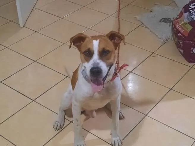 Cachorro ra a SRD-ViraLata idade 3 anos nome Thor