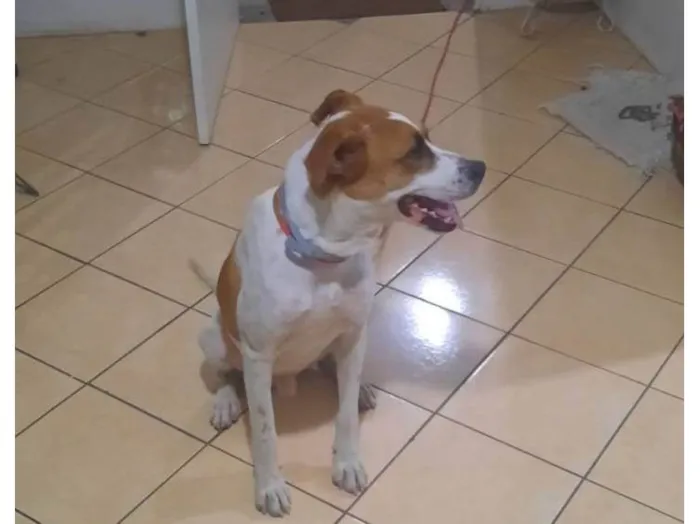 Cachorro ra a SRD-ViraLata idade 3 anos nome Thor