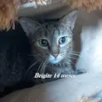 BRIGITE