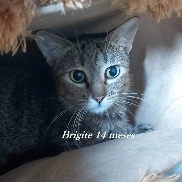 Gato ra a SRD-ViraLata idade 1 ano nome BRIGITE
