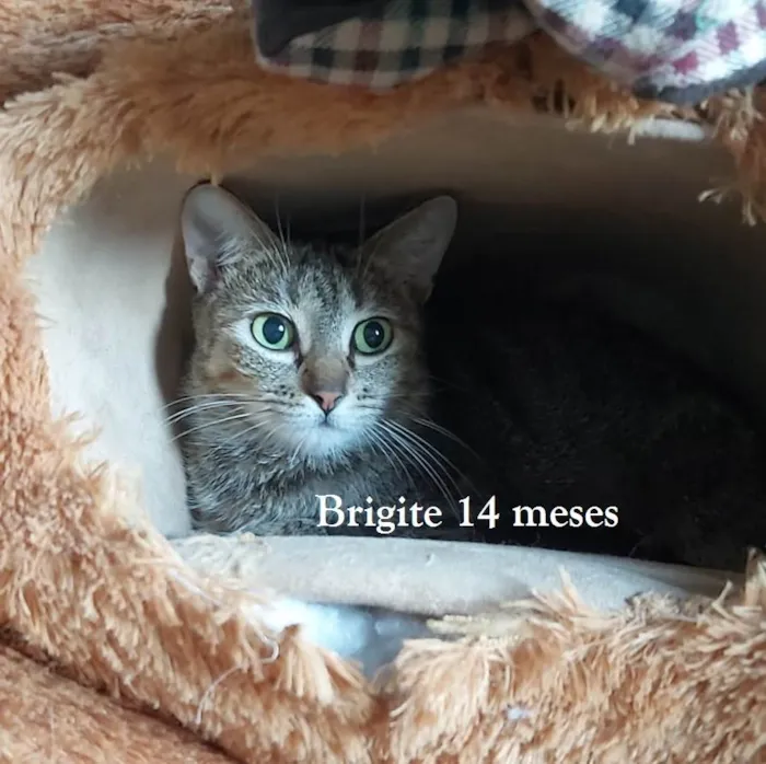 Gato ra a SRD-ViraLata idade 1 ano nome BRIGITE