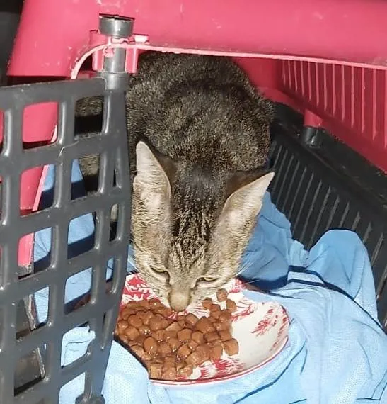 Gato ra a SRD-ViraLata idade 1 ano nome BRIGITE
