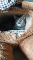 BRIGITE