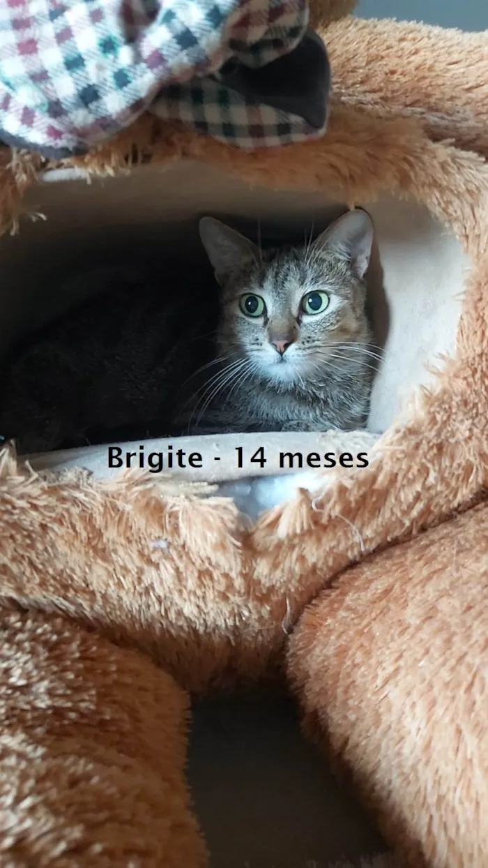 Gato ra a SRD-ViraLata idade 1 ano nome BRIGITE