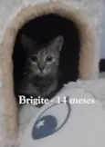 BRIGITE