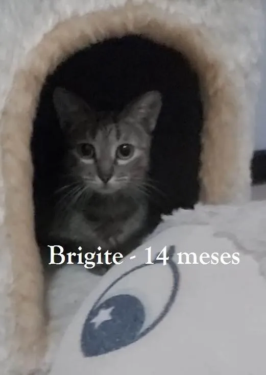 Gato ra a SRD-ViraLata idade 1 ano nome BRIGITE