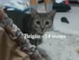 BRIGITE