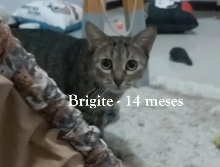 Gato ra a SRD-ViraLata idade 1 ano nome BRIGITE
