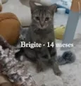 BRIGITE