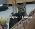 BRIGITE