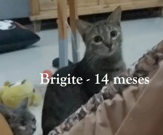Gato ra a SRD-ViraLata idade 1 ano nome BRIGITE