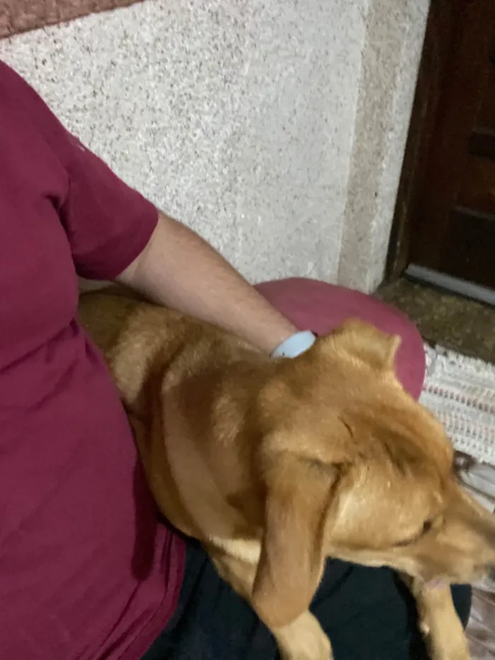 Cachorro ra a SRD-ViraLata idade 7 a 11 meses nome Pipoca