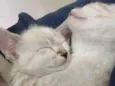 Gatinhos