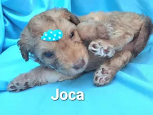 Cachorro raça SRD-ViraLata idade Abaixo de 2 meses nome Joca