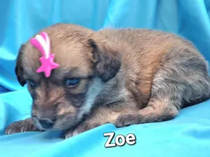 Cachorro raça SRD-ViraLata idade Abaixo de 2 meses nome Zoe