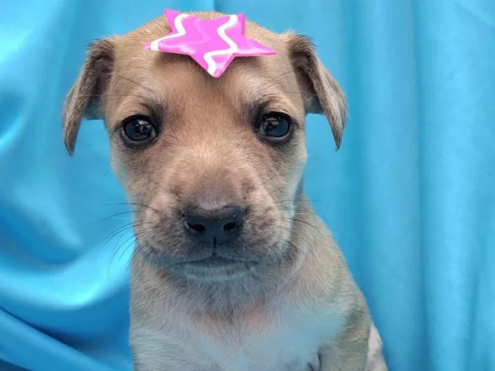 Cachorro raça SRD-ViraLata idade Abaixo de 2 meses nome Frida