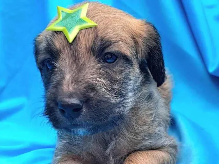 Cachorro raça SRD-ViraLata idade Abaixo de 2 meses nome Sarab