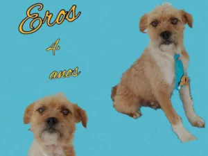 Cachorro raça Srd idade 4 anos nome Eros