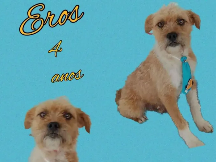 Cachorro ra a Srd idade 4 anos nome Eros
