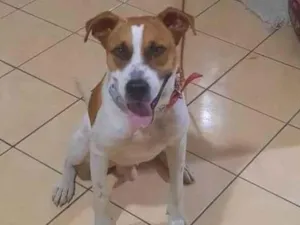 Cachorro raça SRD-ViraLata idade 3 anos nome Thor