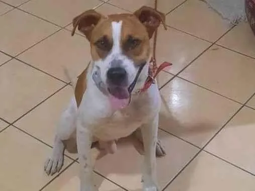 Cachorro ra a SRD-ViraLata idade 3 anos nome Thor