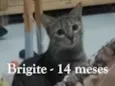 BRIGITE