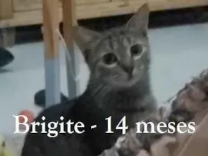 Gato raça SRD-ViraLata idade 1 ano nome BRIGITE