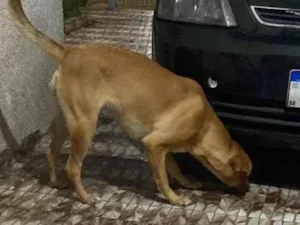 Cachorro raça SRD-ViraLata idade 7 a 11 meses nome Pipoca