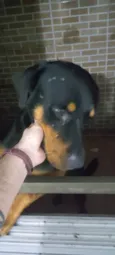 Tyson 