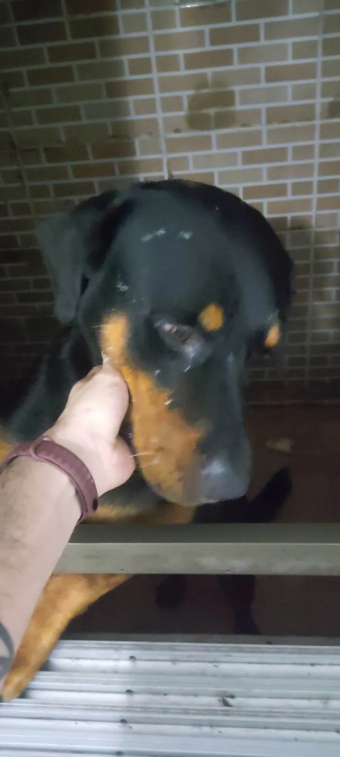 Cachorro ra a Rottweiler idade 3 anos nome Tyson 