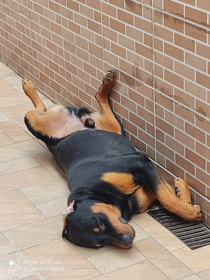 Cachorro ra a Rottweiler idade 3 anos nome Tyson 