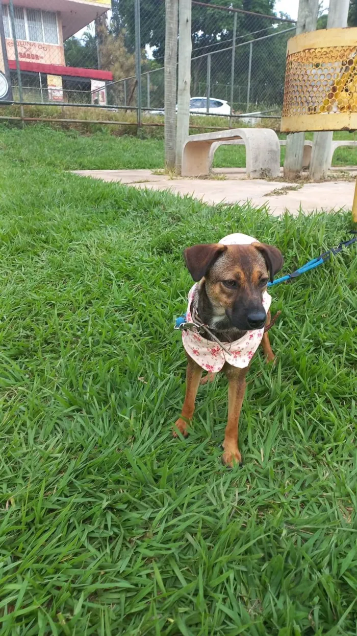 Cachorro ra a SRD-ViraLata idade 7 a 11 meses nome Julia