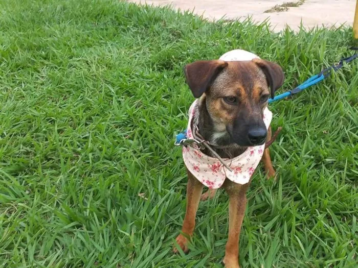 Cachorro ra a SRD-ViraLata idade 7 a 11 meses nome Julia