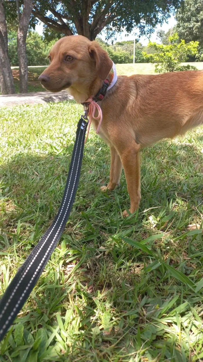 Cachorro ra a SRD-ViraLata idade 7 a 11 meses nome Hanna