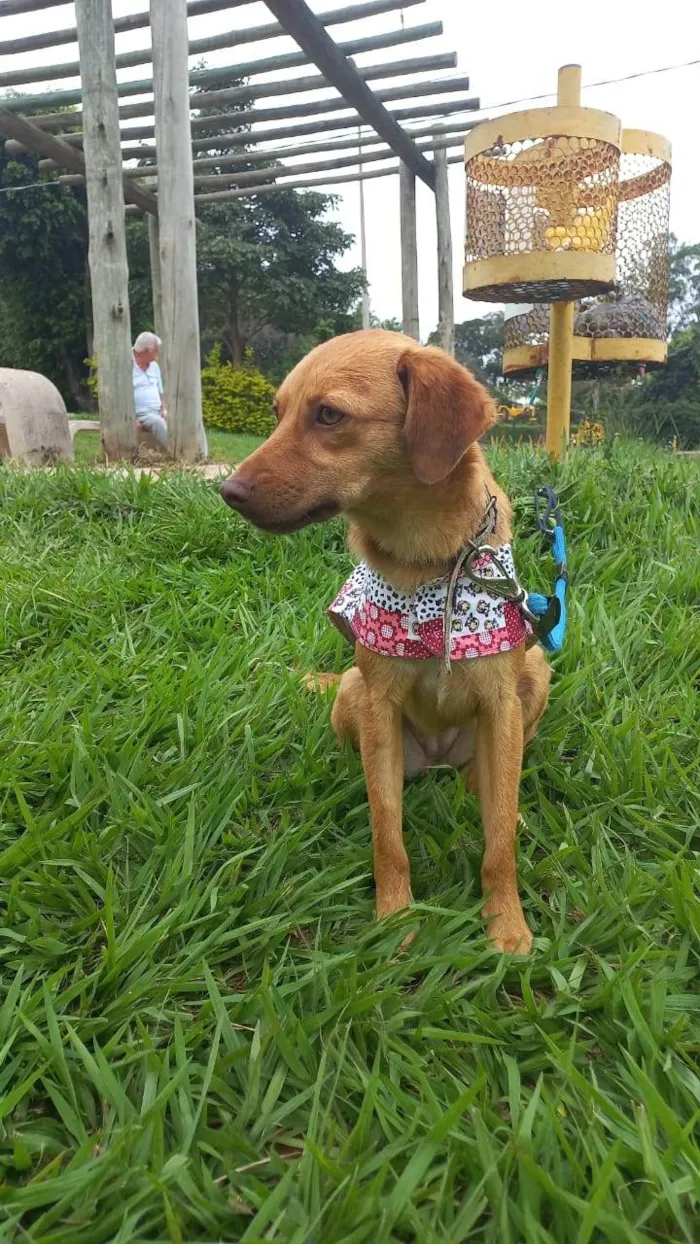 Cachorro ra a SRD-ViraLata idade 7 a 11 meses nome Hanna