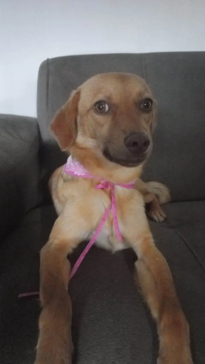 Cachorro ra a SRD-ViraLata idade 7 a 11 meses nome Hanna