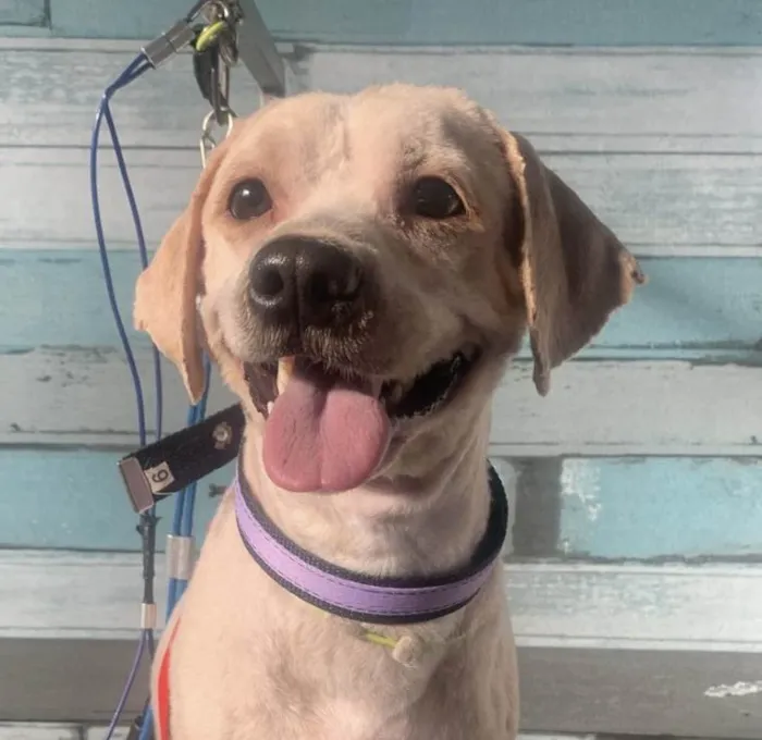Cachorro ra a Shitzu idade 1 ano nome Luke