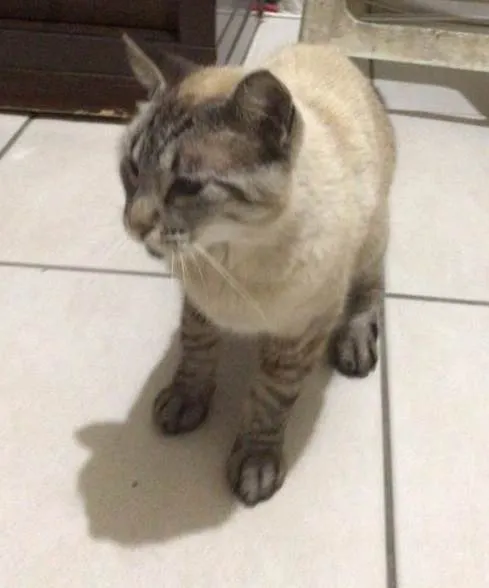 Gato ra a SRD-ViraLata idade 6 ou mais anos nome Neo