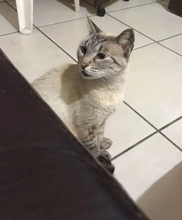 Gato ra a SRD-ViraLata idade 6 ou mais anos nome Neo
