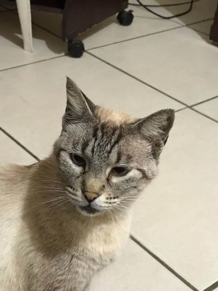 Gato ra a SRD-ViraLata idade 6 ou mais anos nome Neo