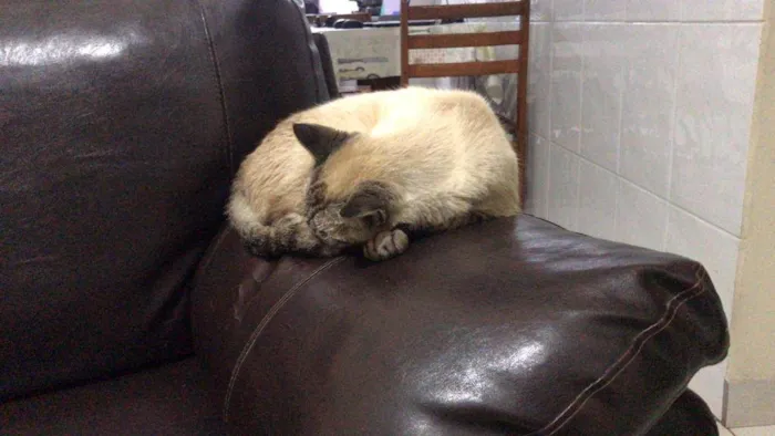 Gato ra a SRD-ViraLata idade 6 ou mais anos nome Neo