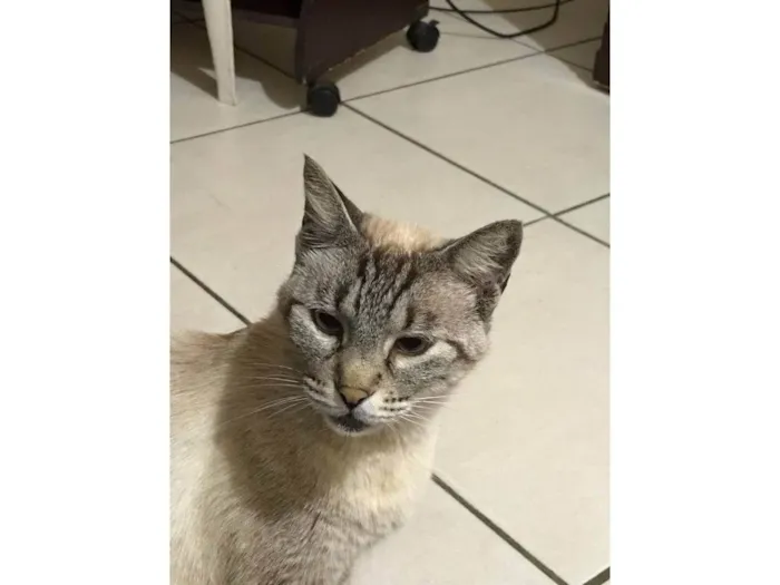 Gato ra a SRD-ViraLata idade 6 ou mais anos nome Neo