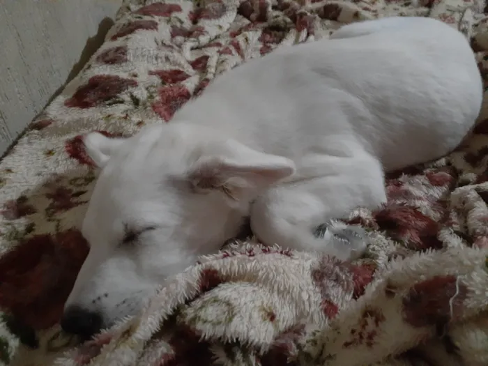 Cachorro raça SRD-ViraLata idade 2 a 6 meses nome Bianca