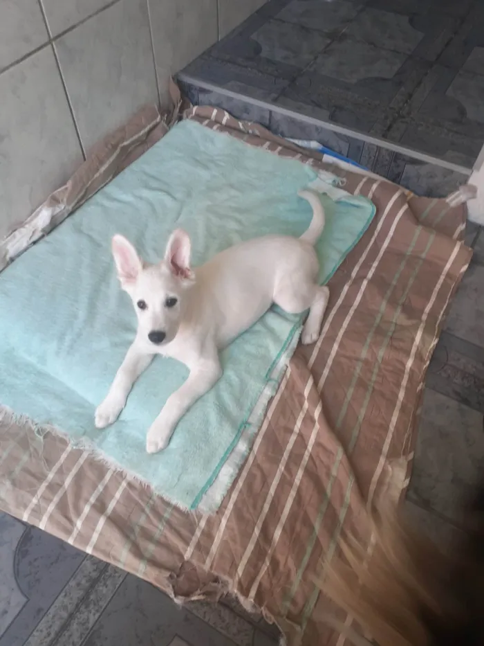 Cachorro raça SRD-ViraLata idade 2 a 6 meses nome Bianca