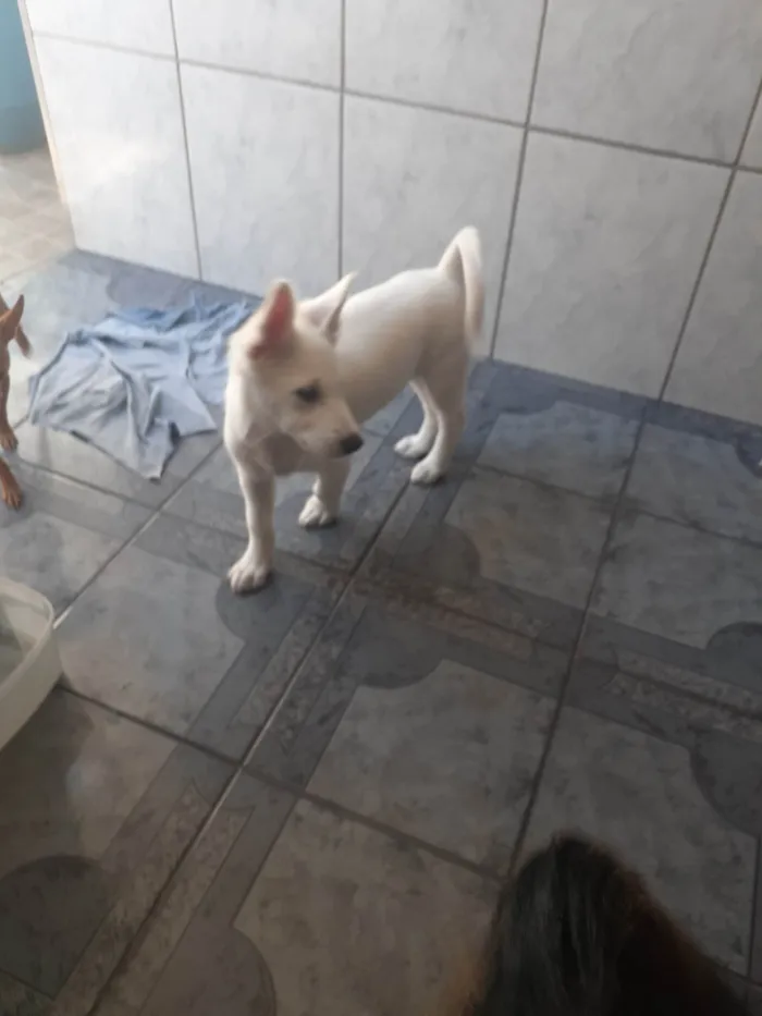 Cachorro raça SRD-ViraLata idade 2 a 6 meses nome Bianca