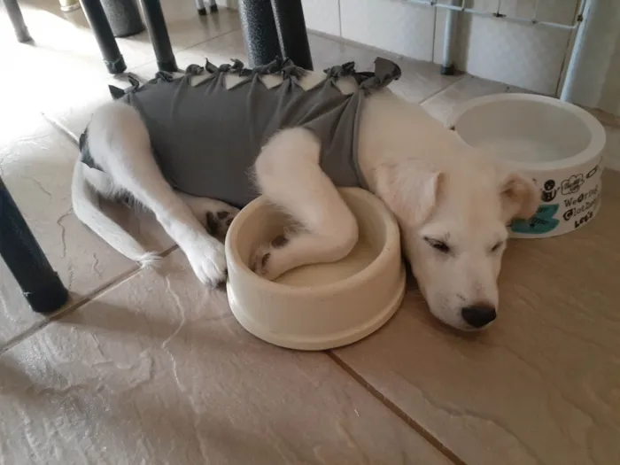 Cachorro raça SRD-ViraLata idade 2 a 6 meses nome Bianca