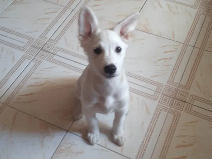 Cachorro raça SRD-ViraLata idade 2 a 6 meses nome Bianca