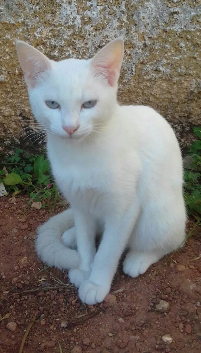 Gato ra a  idade 2 a 6 meses nome GATINHA BRANCA