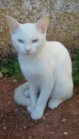 GATINHA BRANCA