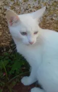 GATINHA BRANCA